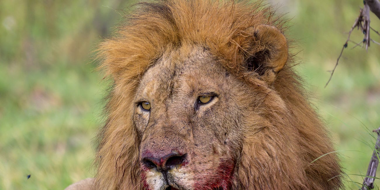 Red in tooth and claw