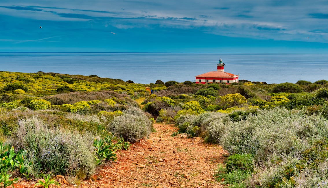 Quand l’abeille domestique concurrence les abeilles sauvages
