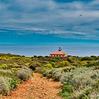 Quand l’abeille domestique concurrence les abeilles sauvages