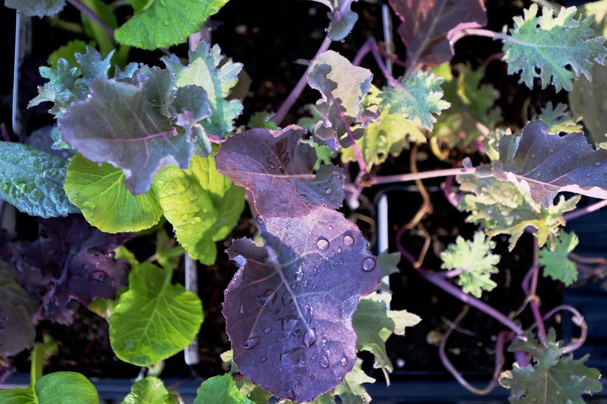 vegetable seedlings