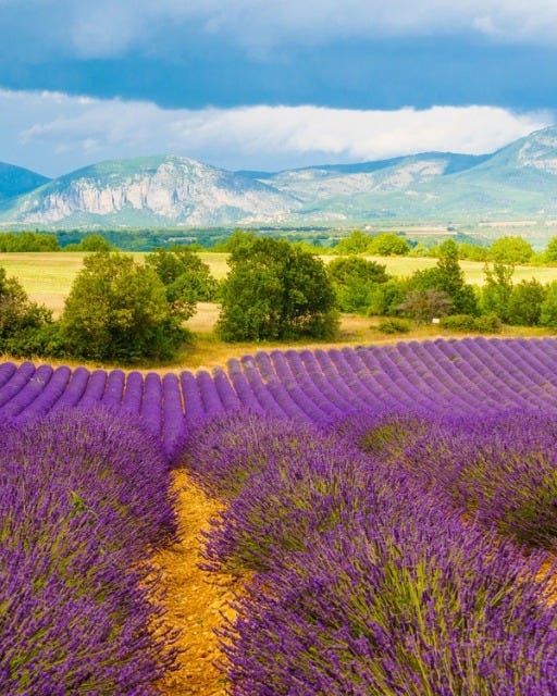 May be an image of French lavender