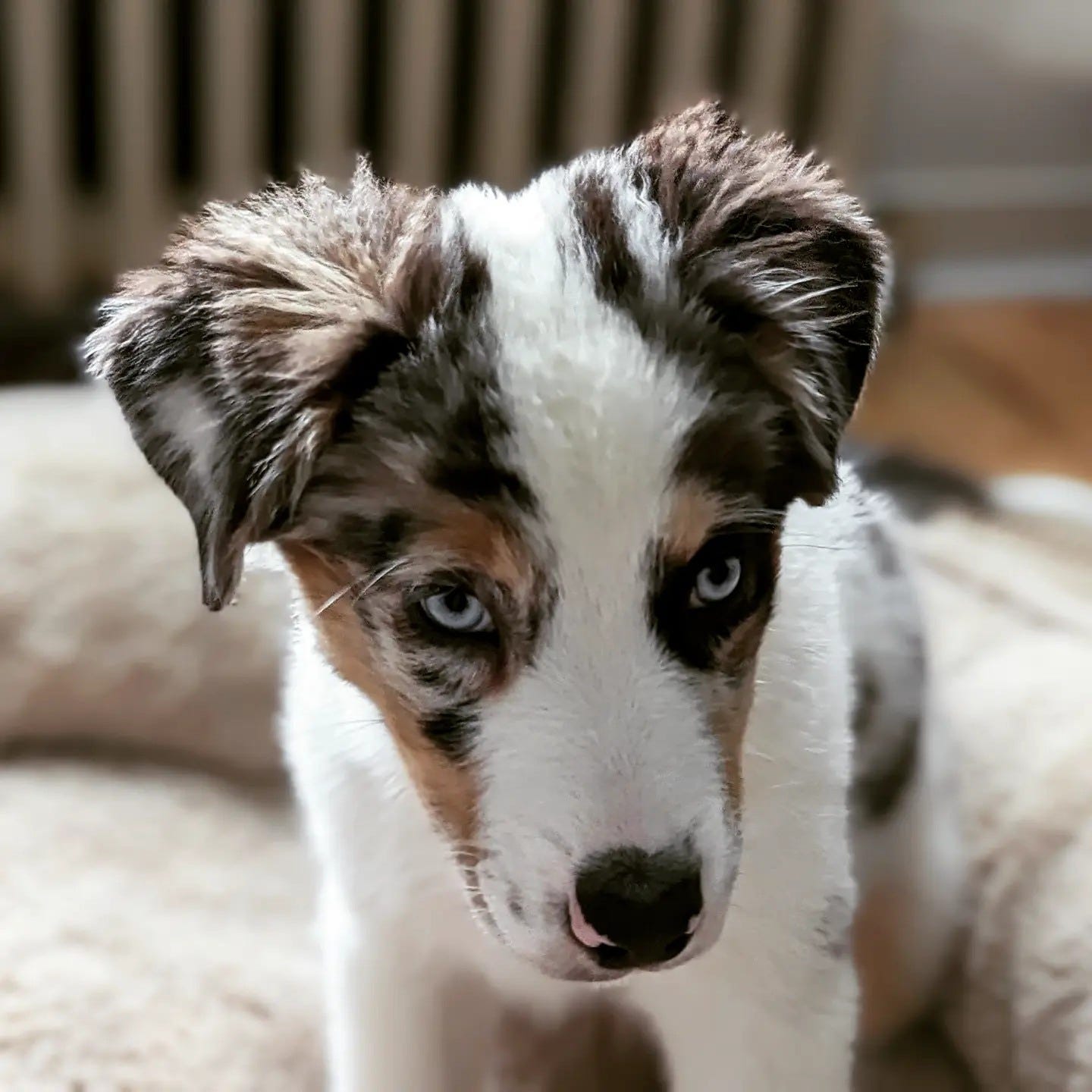 May be an image of dog