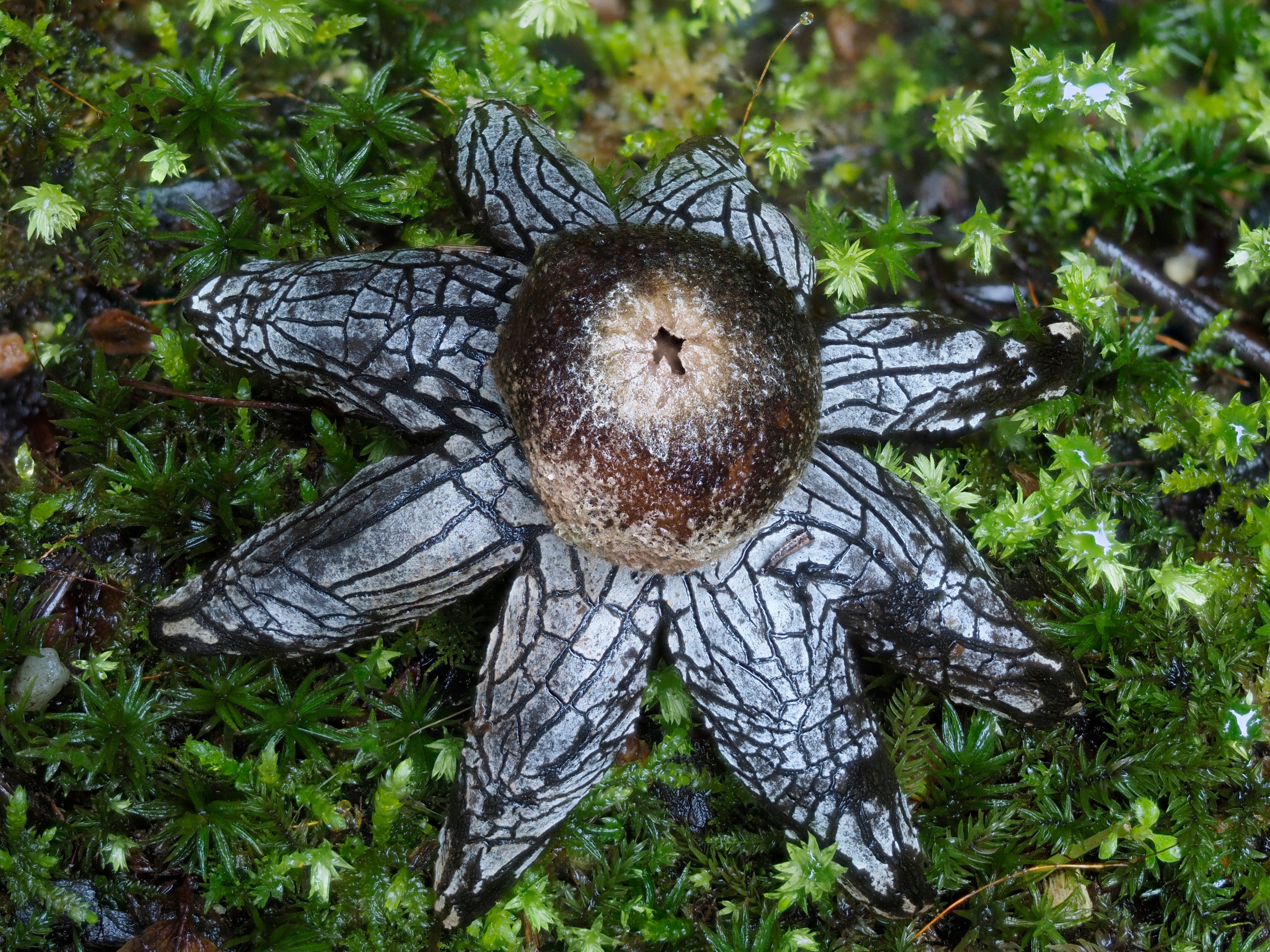 March Mushrooms at Mount Wakakusayama 若草山