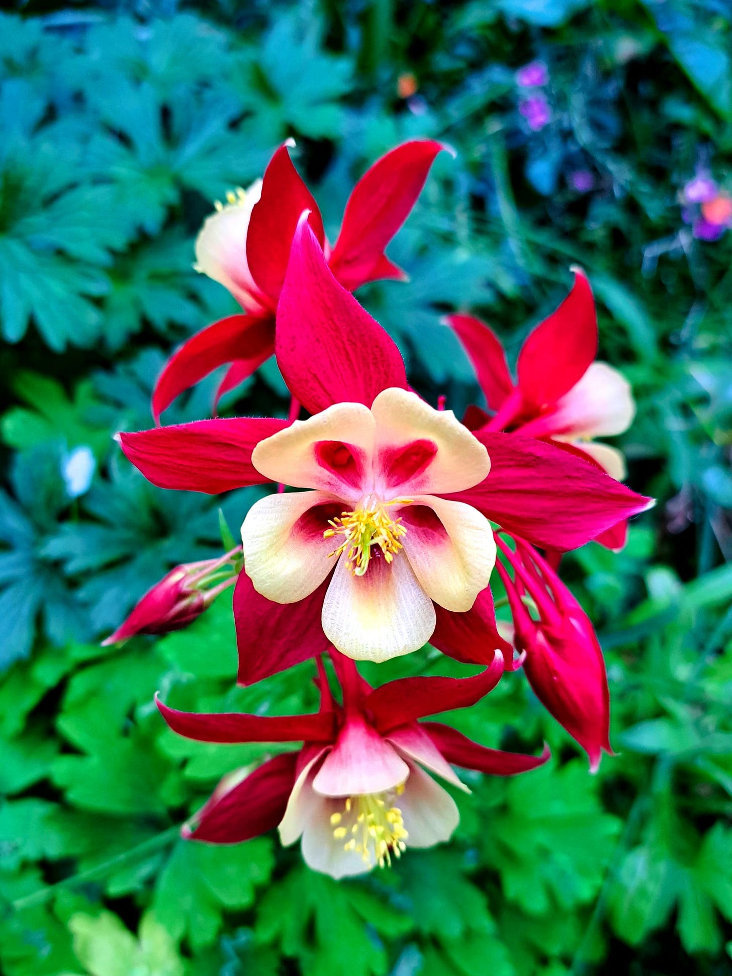 Aquilegia 