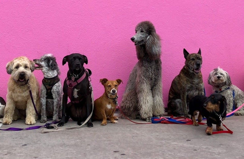 litter of dogs fall in line beside wall