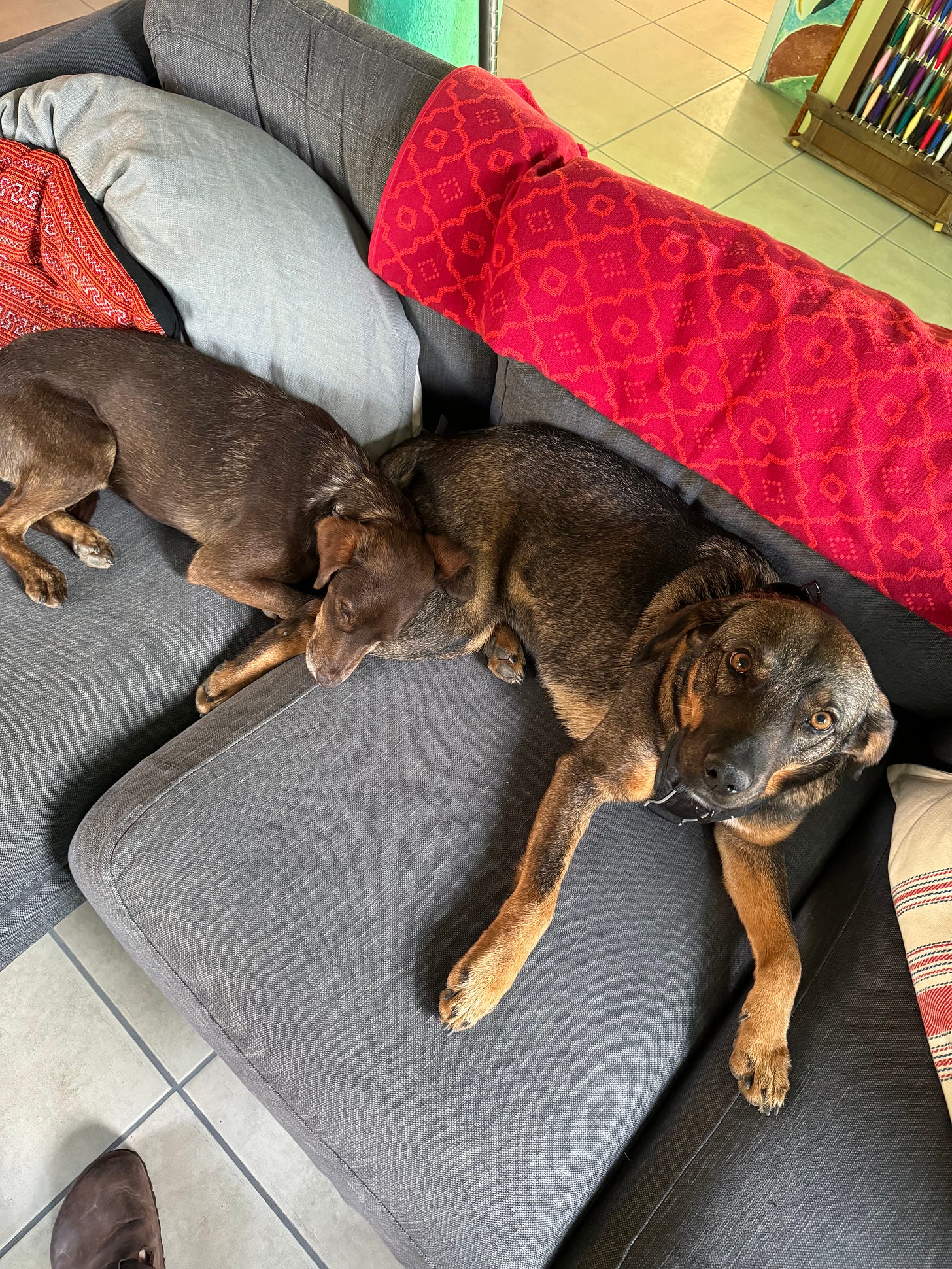Our two dogs Loo and Tigre sitting together on the couch.