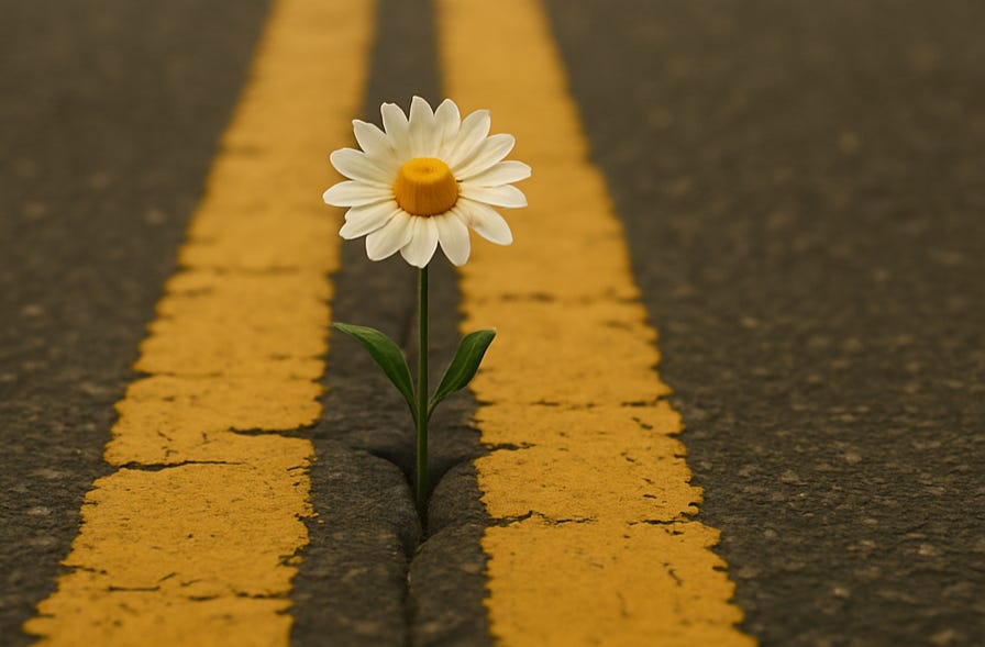 A single daisy blooms between two faded yellow lines on a cracked road—alive in the tension, untouched by the traffic on either side.
