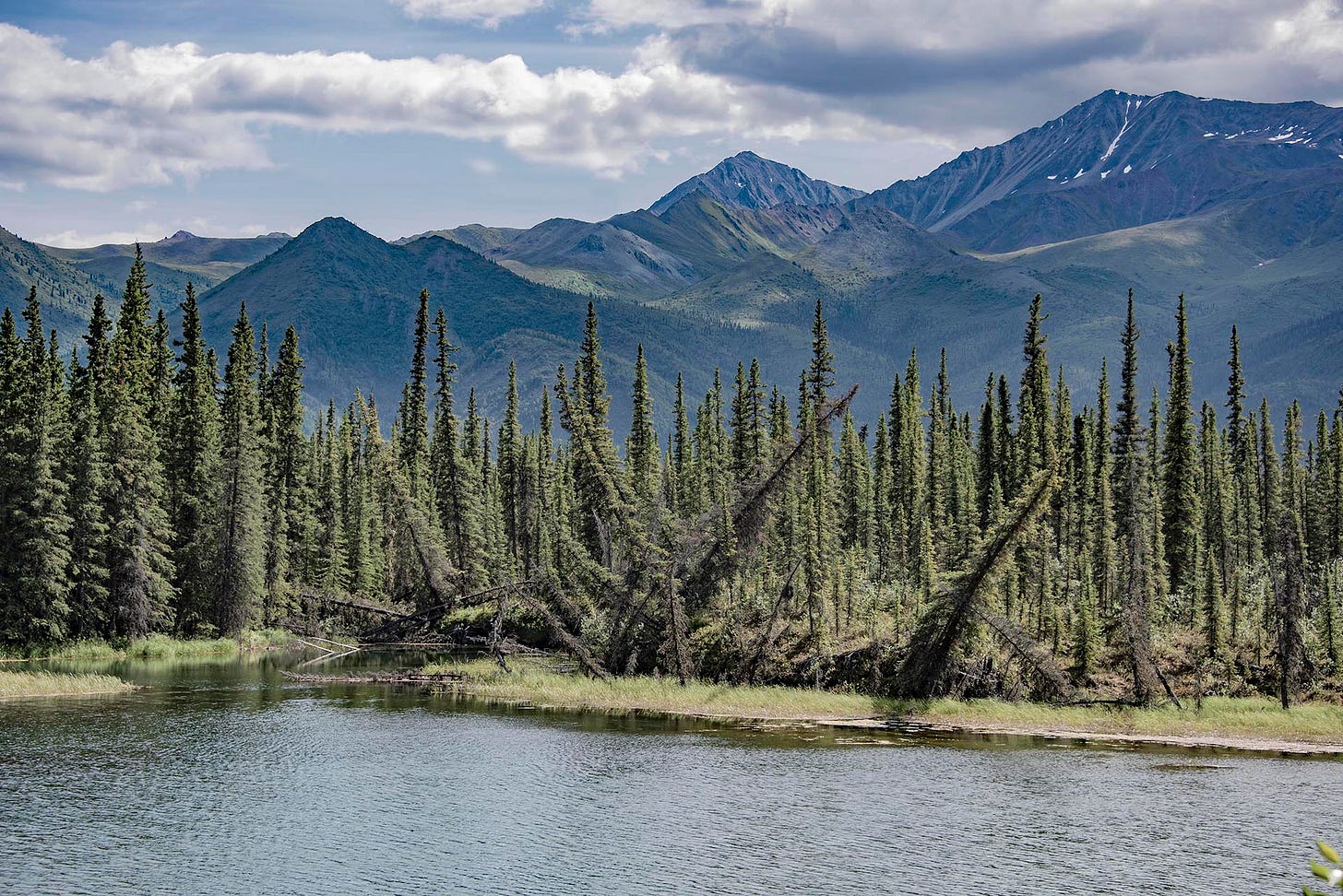 Boreal conifer trees, many leaning or falling over from melting permafrost, mountain range in the bckground. Boreal conifer trees, many leaning or falling over from melting permafrost, mountain range in the bckground.