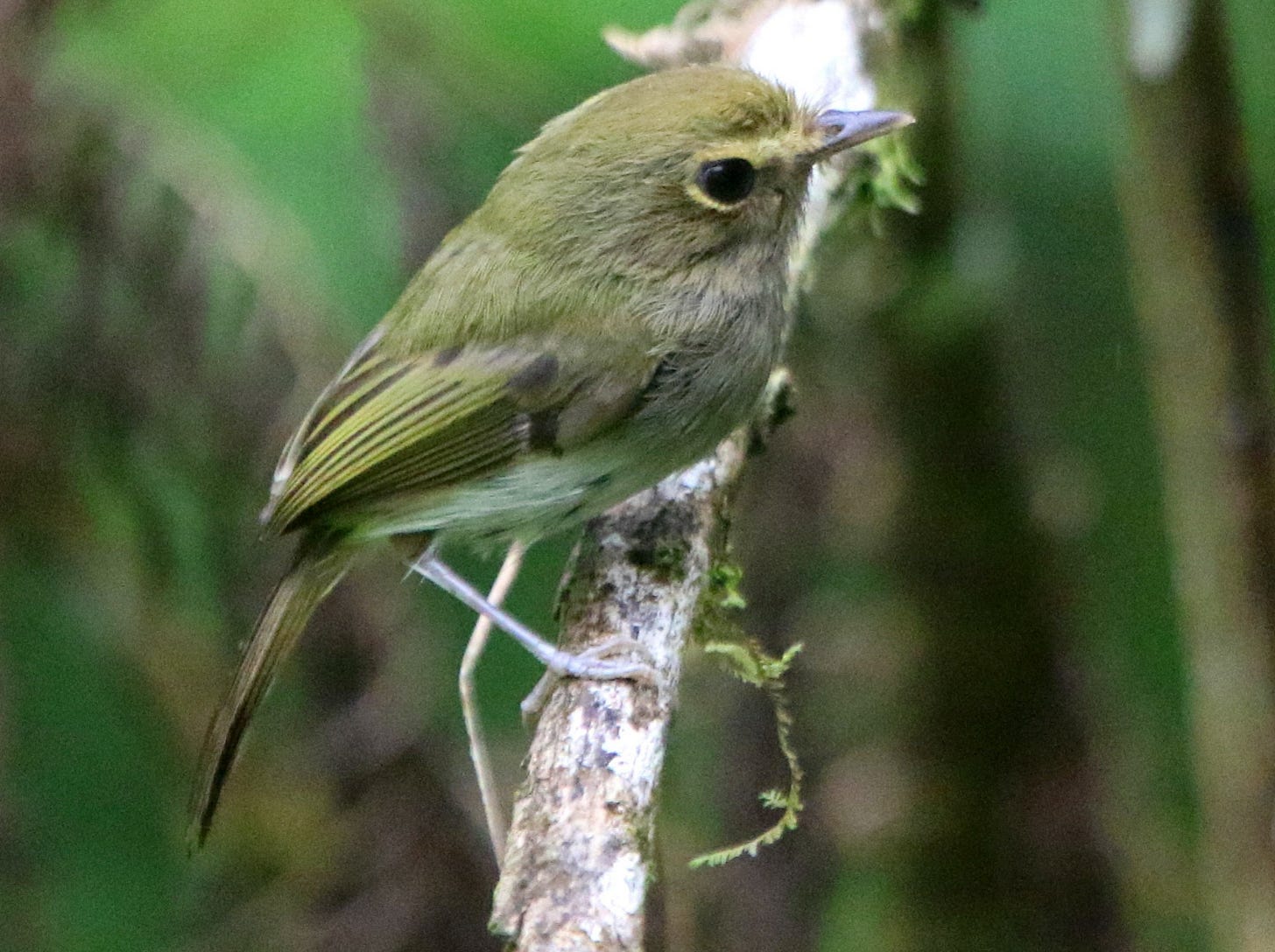 A tiny olive green bird with long legs and big eyes A tiny olive green bird with long legs and big eyes