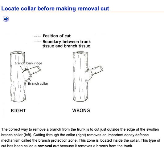 Fruit Tree Pruning Steps - by Fred Hoffman