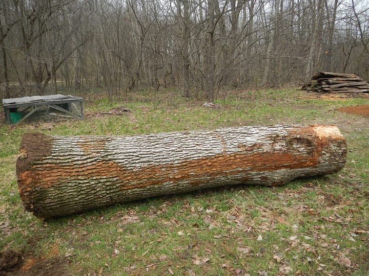 Bringing home the White Oak log