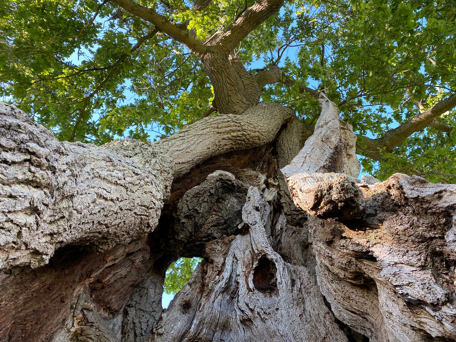 view upward towards the crown of an ancient hollow oak