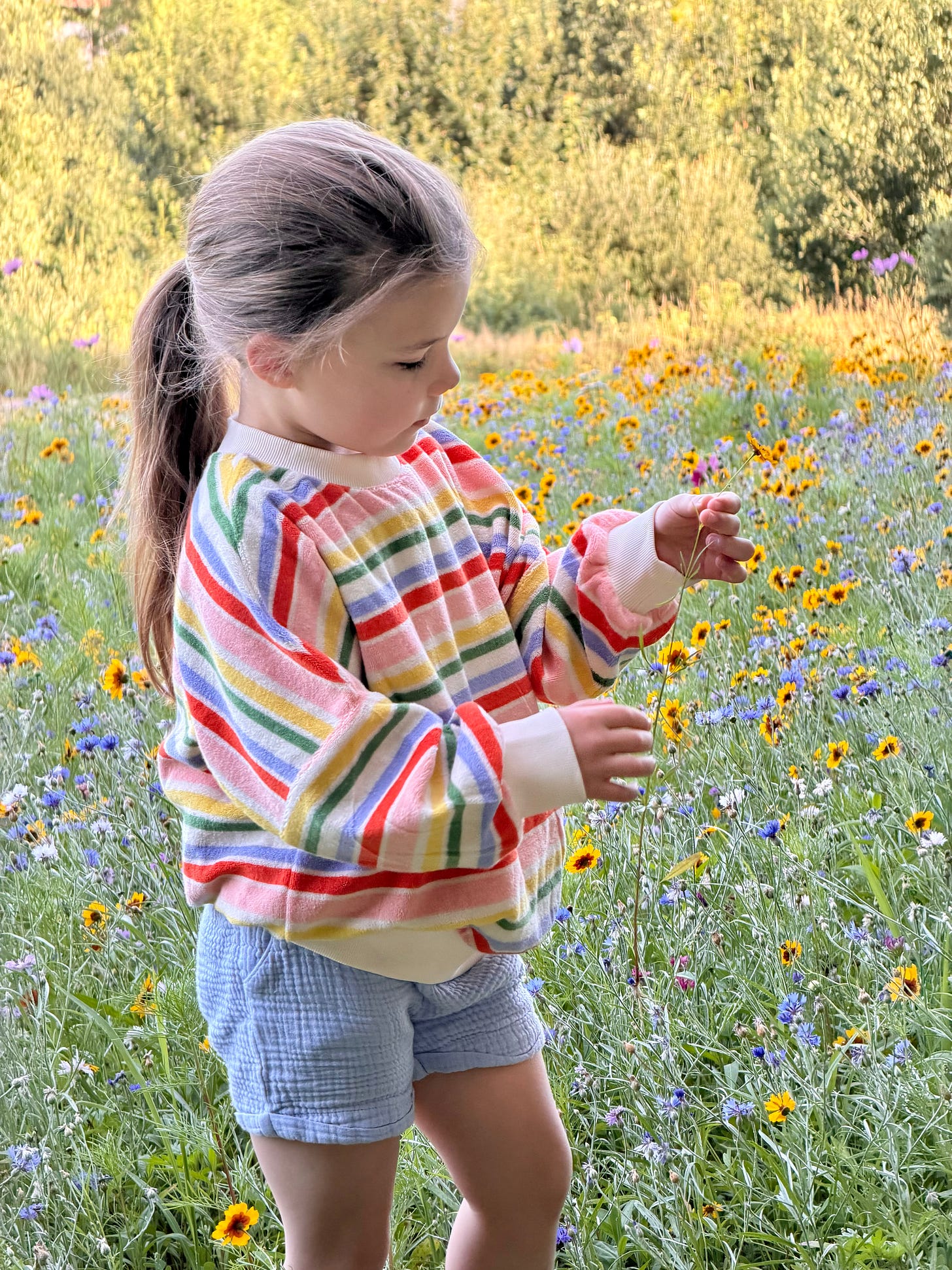 A young girl with a long ponytail, wearing a rainbow-striped terry sweater and pale blue shorts, stands in a meadow of wildflowers (yellow black-eyed Susans, blue cornflowers) gently holding a flower stem to look at it in the golden evening light. A young girl with a long ponytail, wearing a rainbow-striped terry sweater and pale blue shorts, stands in a meadow of wildflowers (yellow black-eyed Susans, blue cornflowers) gently holding a flower stem to look at it in the golden evening light.
