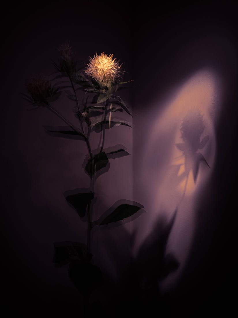 ND Awards 2023 Non-professional Fine Art Conceptual Honorable Mention Luc  Holper