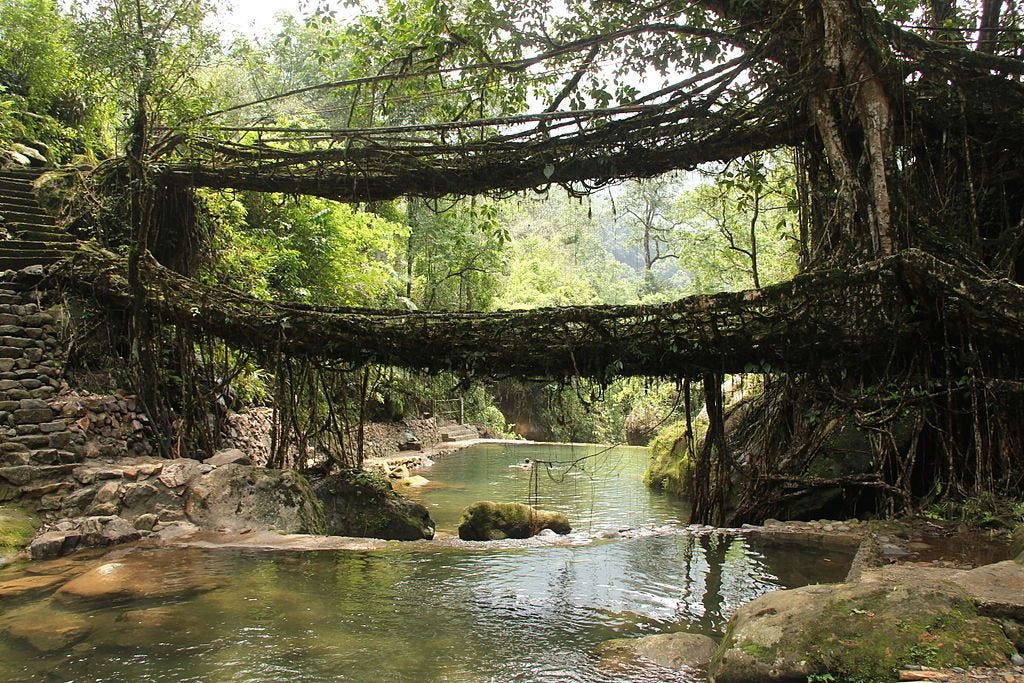 Ficus [Living Bridge - Flickr - A. U. Bose].jpg