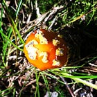 Solving the mushroom mystery