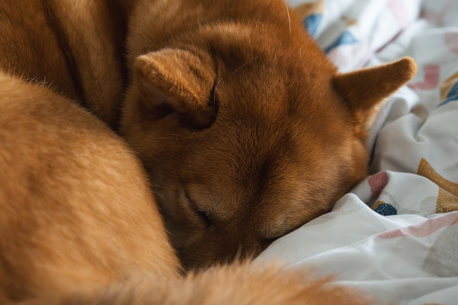 A picture of a Shiba Inu (Hiro) asleep, curled up in a ball