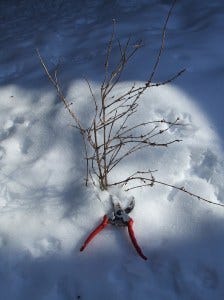 forsythia snow