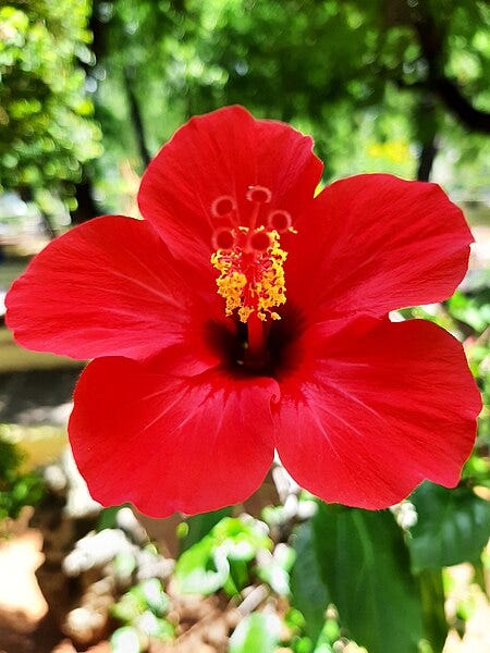 File:Hibiscus rosa -sinensis.jpg
