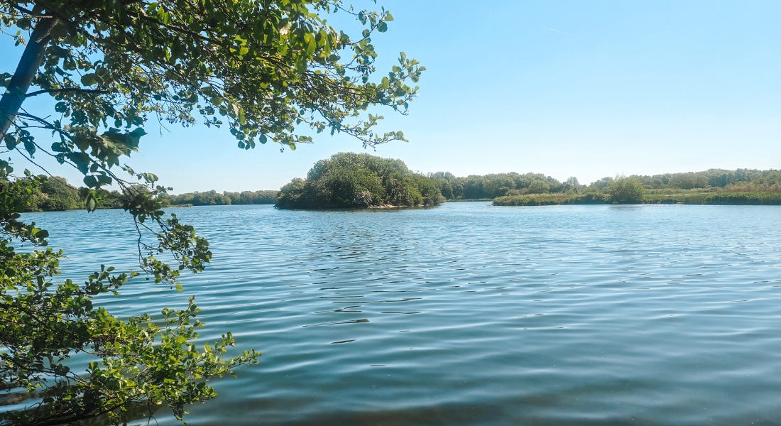 A lake with greenery around it and a blue sky above it A lake with greenery around it and a blue sky above it