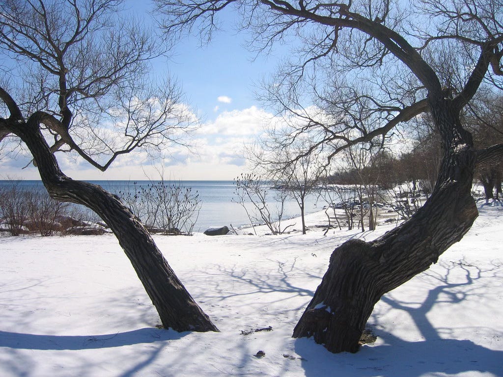 A photo of a tree in the foreground and a lake in the background. The ground is covered in snow. The tree has grown with two trunks (or is it two trees?) that are growing at angles away from one another.