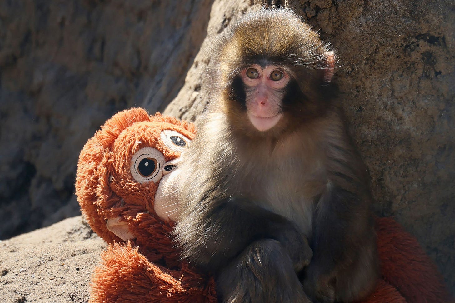 Why Am I So Moved by a Lonely Baby Monkey Named Punch? | Vogue
