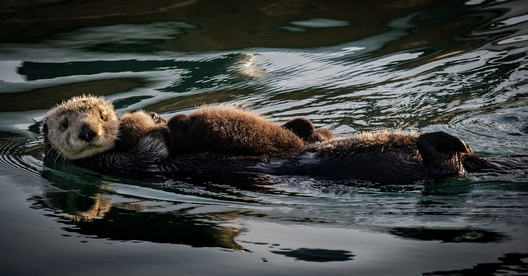 a couple of otters swimming in a body of water
