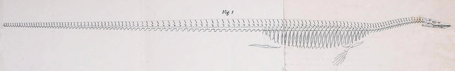 A reconstruction of a plesiosaur with an extremely long tail, and a comparatively short neck.