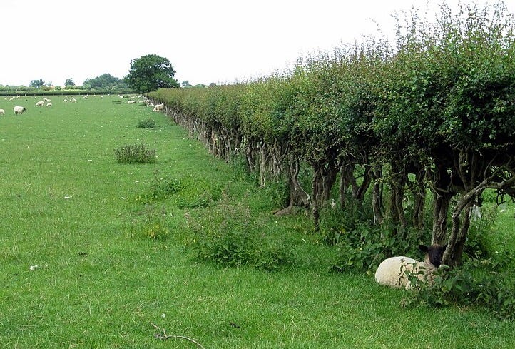 File:Hawthorn hedge in the pasture - geograph.org.uk - 3527675.jpg File:Hawthorn hedge in the pasture - geograph.org.uk - 3527675.jpg