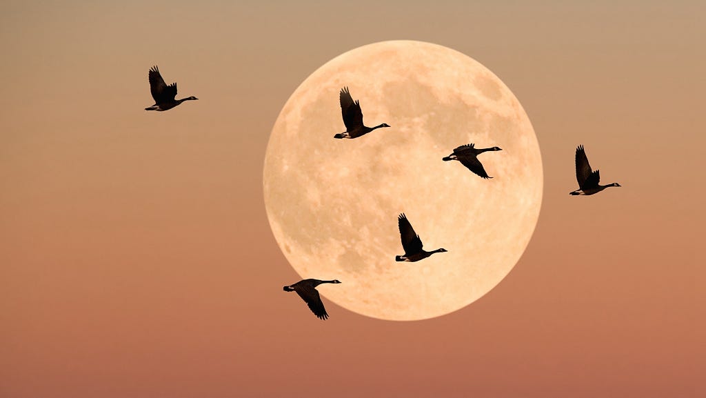 Thousands of wild geese make N China wetland their winter home - CGTN