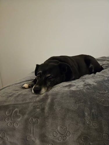 Black dog laying on grey dog blanket on bed