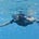 The Snorkel's avatar