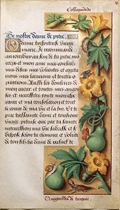 Early 1500s painting of squash plants and fruits Early 1500s painting of squash plants and fruits