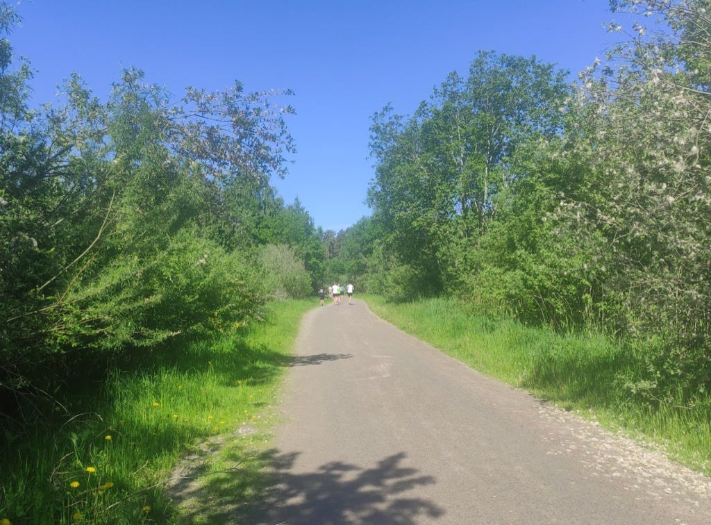 A wide path with long grass and bushes on either side.