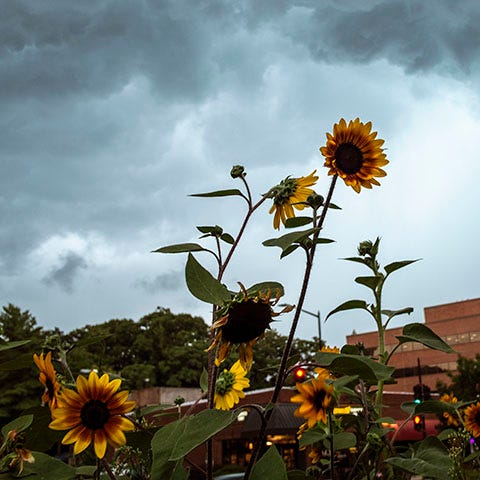 This is the In-between