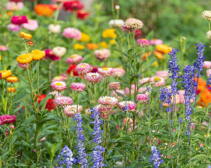 Wildflowers at the Minnesota Landscape Arboretum