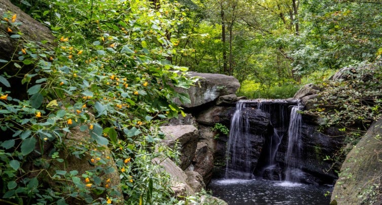 Central Park Nature Walk: The North Woods