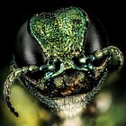 Ash borer invasion reaches Watertown