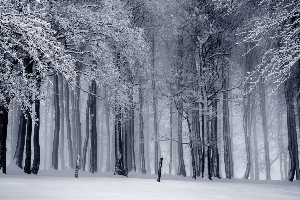 Nutrition for a Dark Night - Snowy, gloomy woods