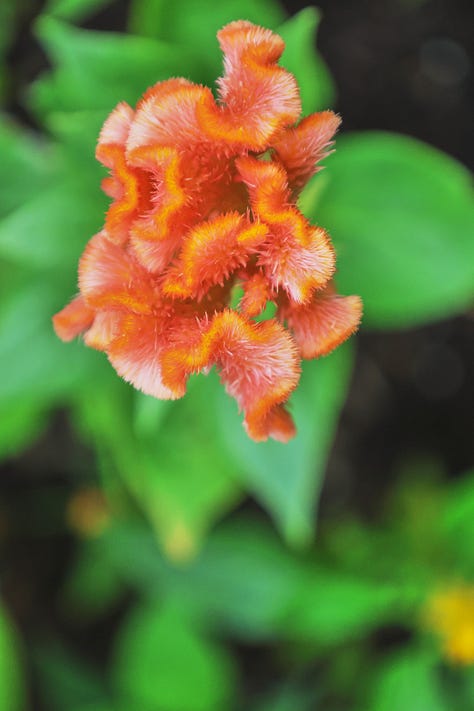 various celosia and cockscomb flowers
