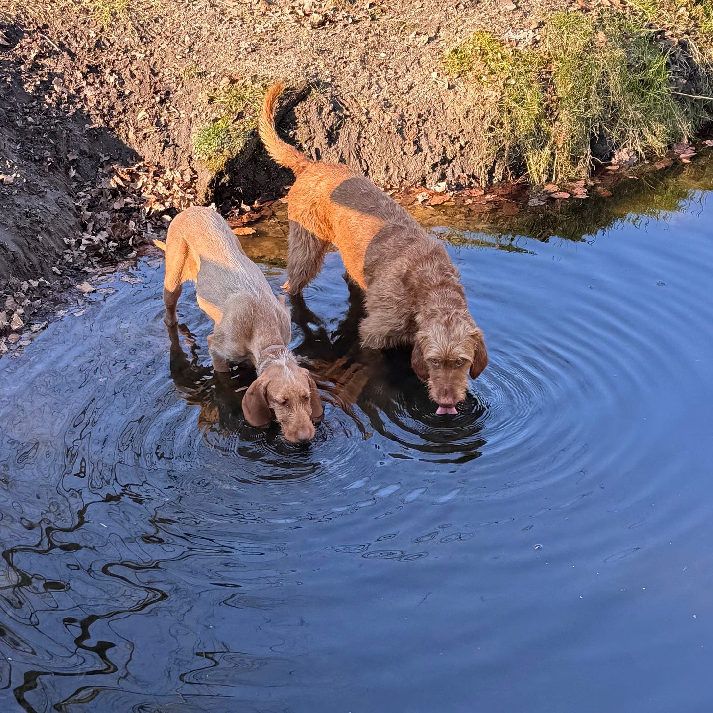 Two hunting dogs drinking from a stream
