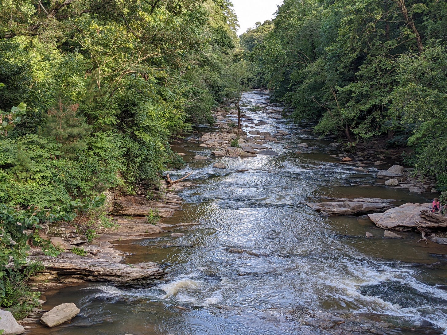 Roaring river in a heavily forested area