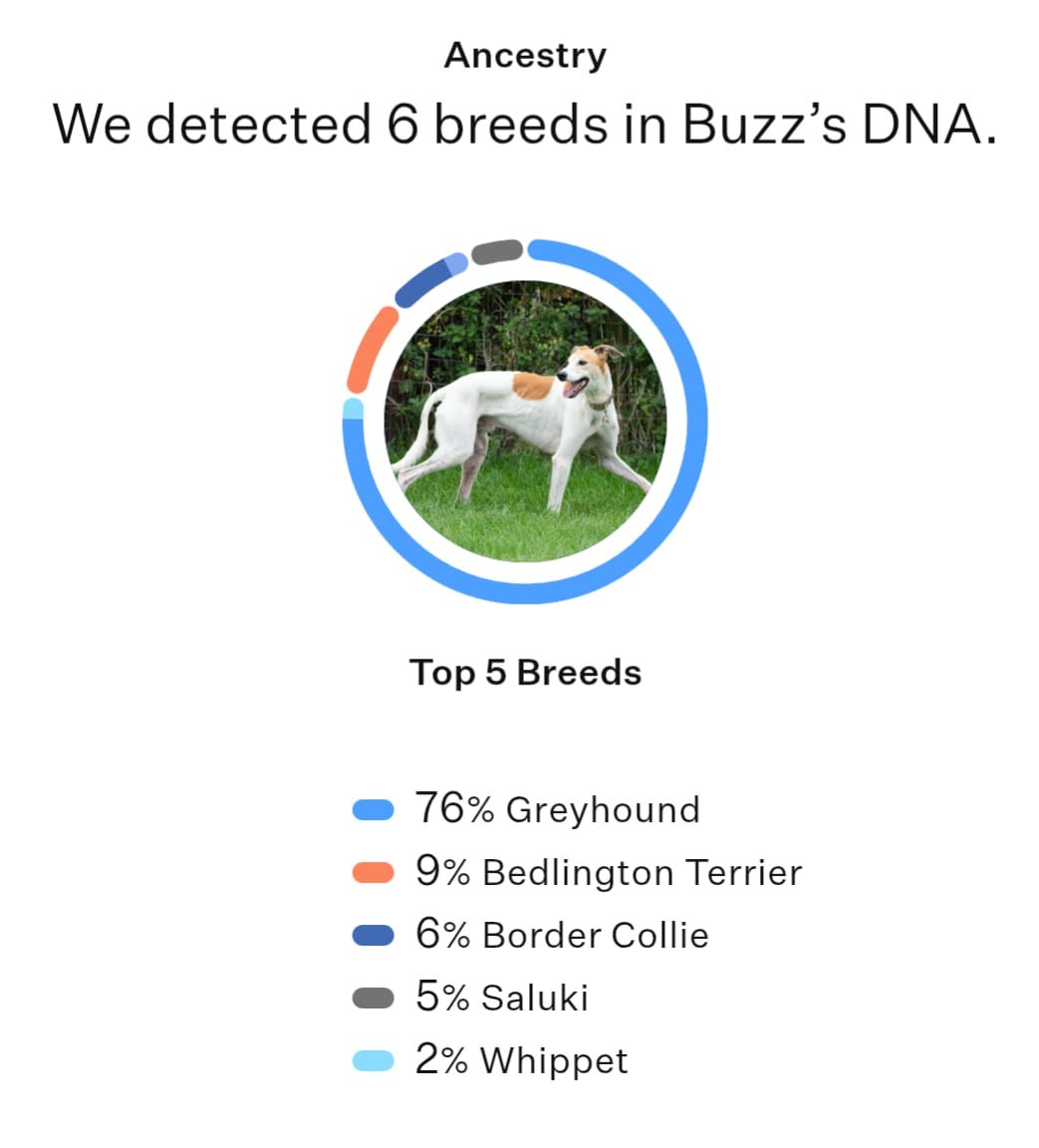 Proper DNA test results for Buzz. 76% greyhound, 9% Bedlington terrier, 6% border colliei, 5% saluki, 2% whippet