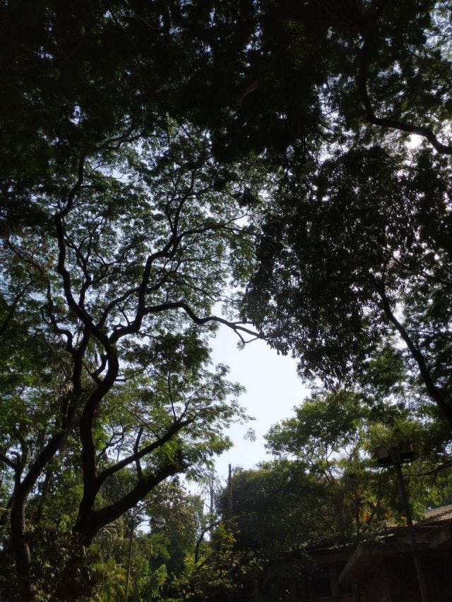 Picture of the sky through the leaves of trees from either side and a little blue sky in the middle.