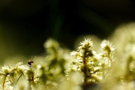 Macro images of moss, lichen and algae: the first verdure of Spring in wet woodland at the edge of a lowland raised bog (moss)