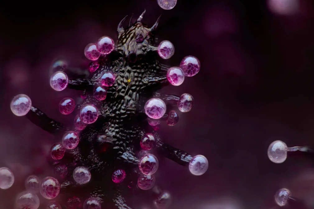 foto macro de una hoja de marihuana, en la que se pueden ver todos los detalles a nivel microscópico