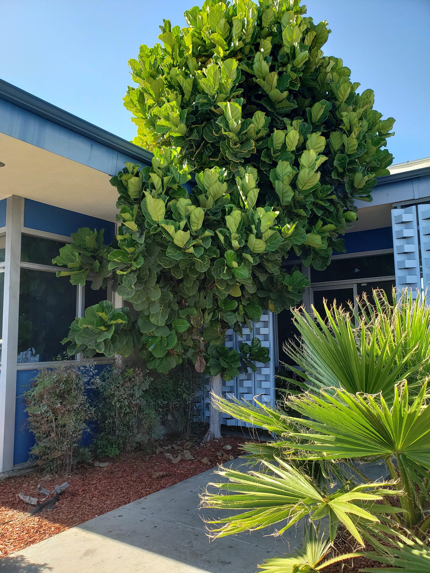 Thought you all might like this massive Ficus lyrata in front of my post office!: houseplants Thought you all might like this massive Ficus lyrata in front of my post office!: houseplants