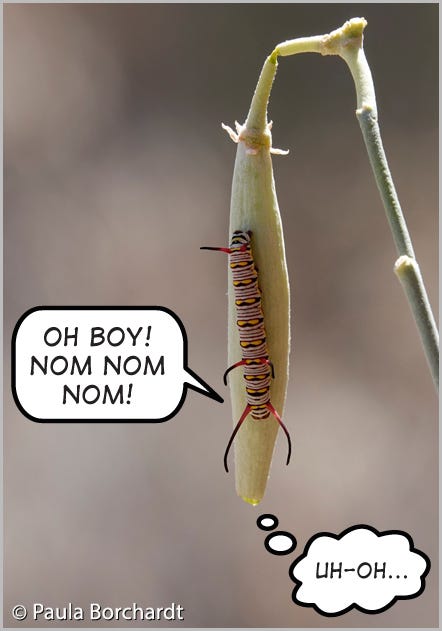 Queen Butterfly caterpillar about to munch on a Desert Milkweed seedpod