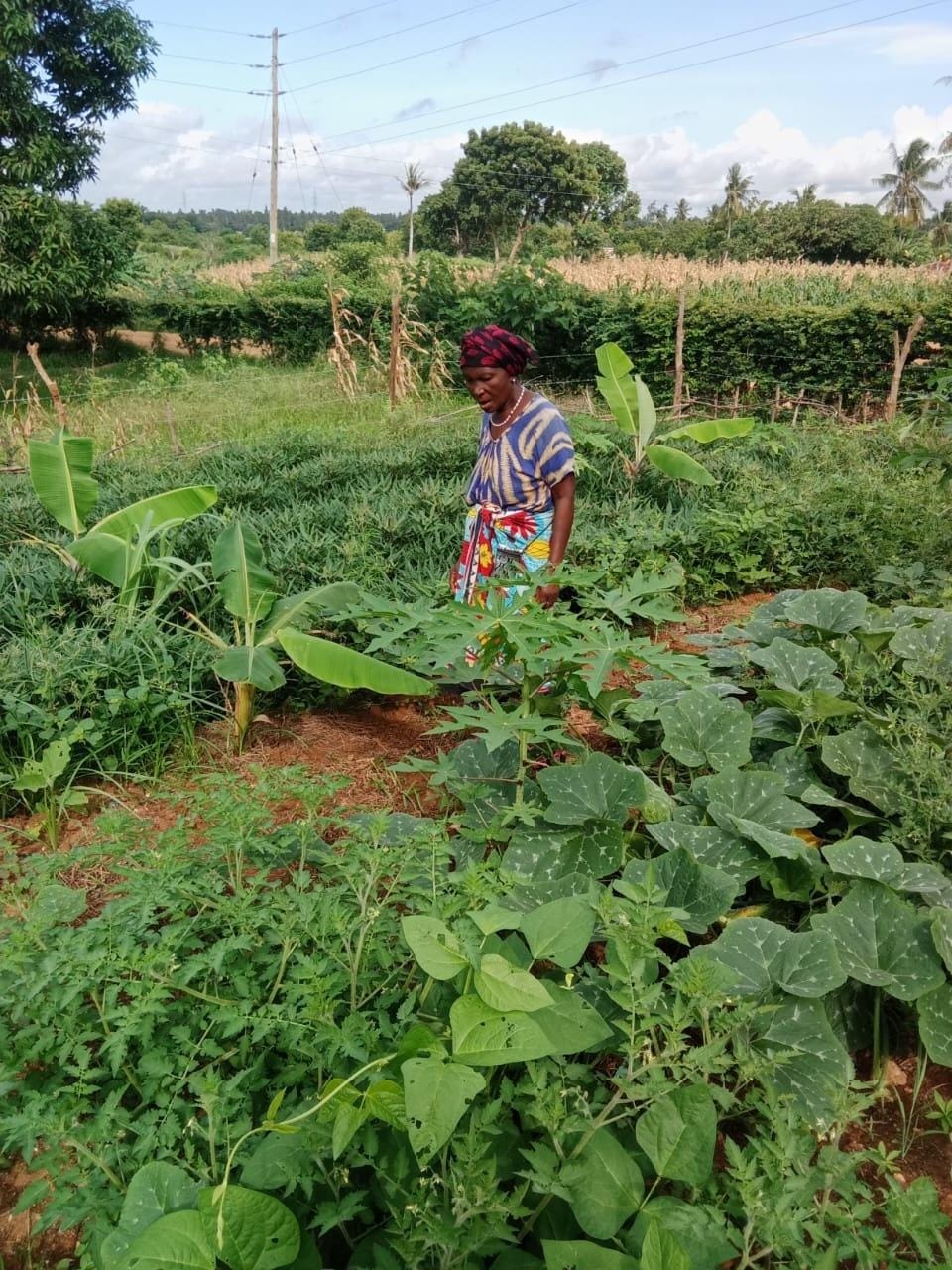 A woman standing among banana plants, papaya, pumpkin vines, and other crops in a fenced garden.