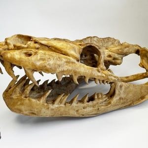 Reticulated Python Skull Replica (Python reticulatus) with Anatomical Detail – Great for Education, Art Reference, or Display Decor Reticulated Python Skull Replica (Python reticulatus) with Anatomical Detail – Great for Education, Art Reference, or Display Decor